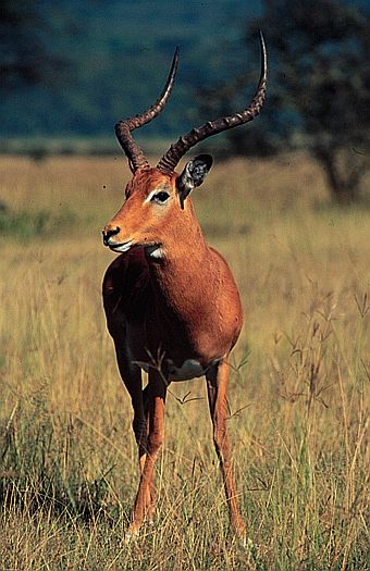 Impala