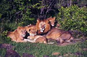 Lions in Tsavo